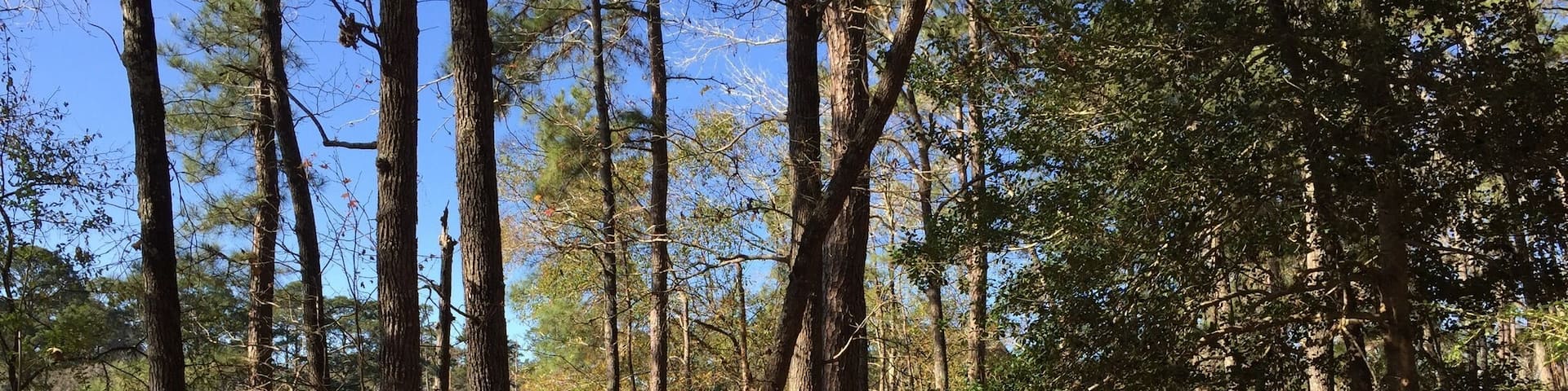 The Prairie Branch Loop trail goes right along the water on one side of the loop. This park is always full of bikers and as far as I can tell this is the only stretch of trail restricted to hikers, making it quieter and better for spotting wildlife than some of the more heavily traveled trails. Be aware that there are alligators in the park, so be careful if approaching the water's edge along the trail.