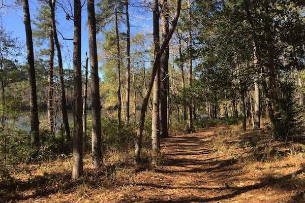 The Prairie Branch Loop trail goes right along the water on one side of the loop. This park is always full of bikers and as far as I can tell this is the only stretch of trail restricted to hikers, making it quieter and better for spotting wildlife than some of the more heavily traveled trails. Be aware that there are alligators in the park, so be careful if approaching the water's edge along the trail.