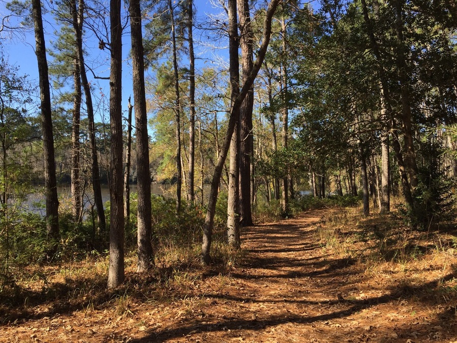 The Prairie Branch Loop trail goes right along the water on one side of the loop. This park is always full of bikers and as far as I can tell this is the only stretch of trail restricted to hikers, making it quieter and better for spotting wildlife than some of the more heavily traveled trails. Be aware that there are alligators in the park, so be careful if approaching the water's edge along the trail.