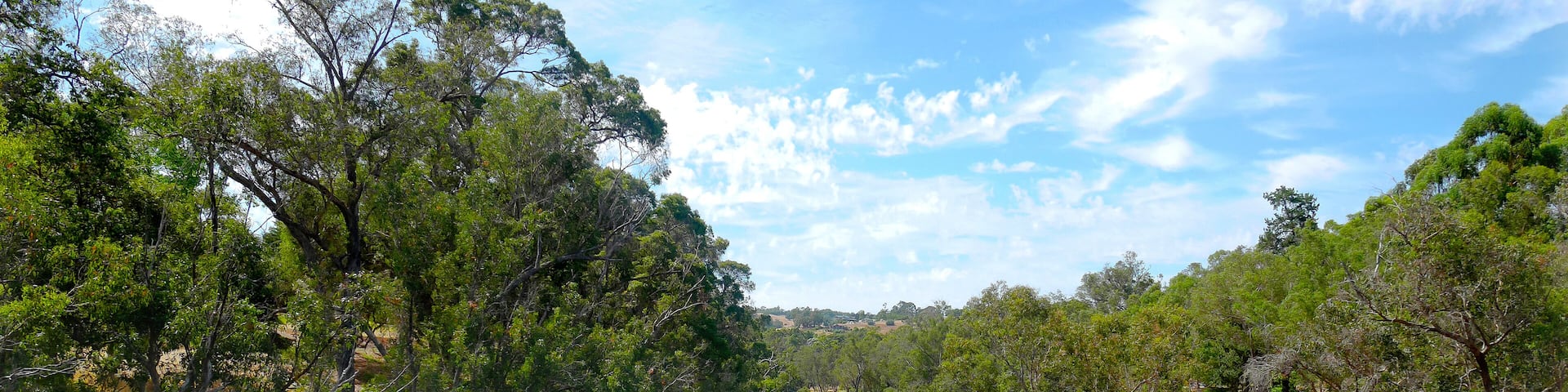 A calm river surrounded by dense green trees and a clear blue sky.