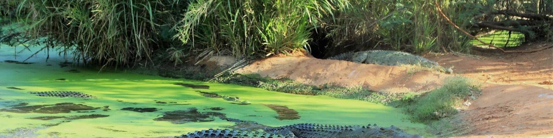 Good little activity to do around Broome, feeding crocodile looks really scary but interesting
#crocodile #malcomdouglascrocodilepark #predator #WA