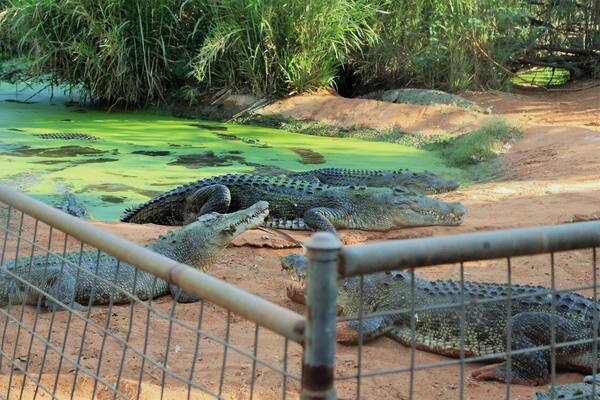 Good little activity to do around Broome, feeding crocodile looks really scary but interesting
#crocodile #malcomdouglascrocodilepark #predator #WA