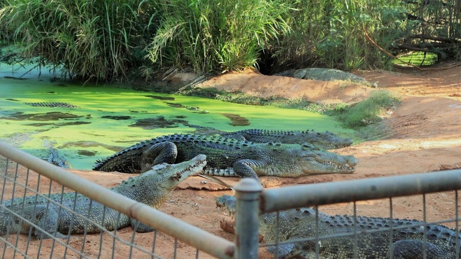 Good little activity to do around Broome, feeding crocodile looks really scary but interesting
#crocodile #malcomdouglascrocodilepark #predator #WA