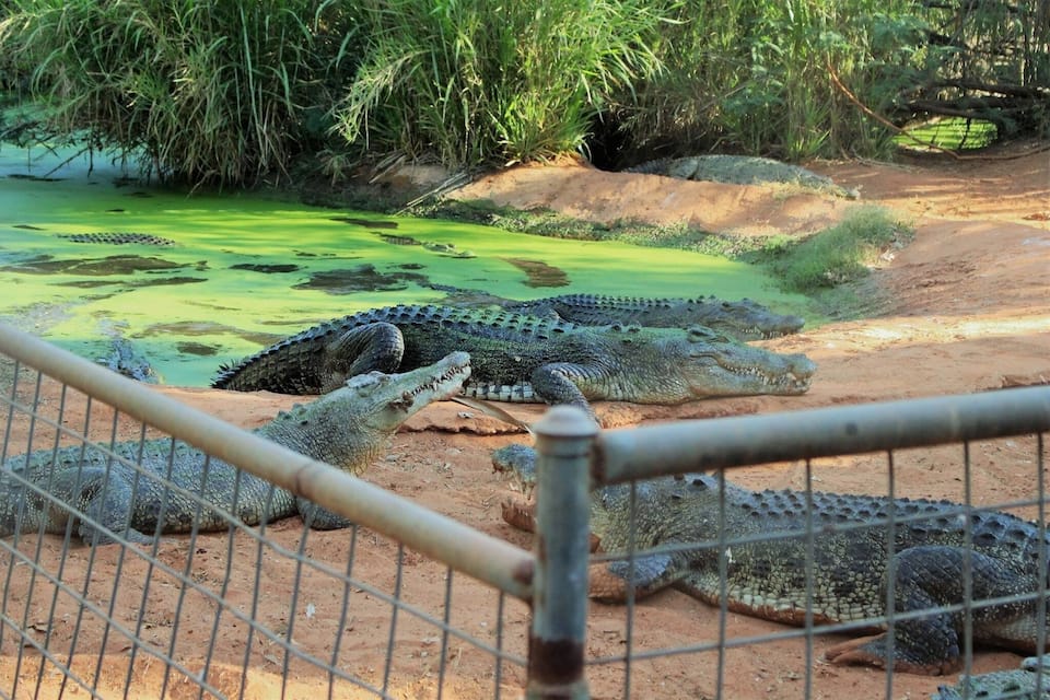 A group of crocodiles resting near a water body with green algae.