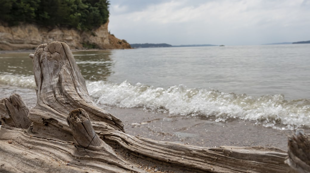 Large driftwood along the bank of Missouri River at the Lewis and Clark Recreation Area, Nebraska