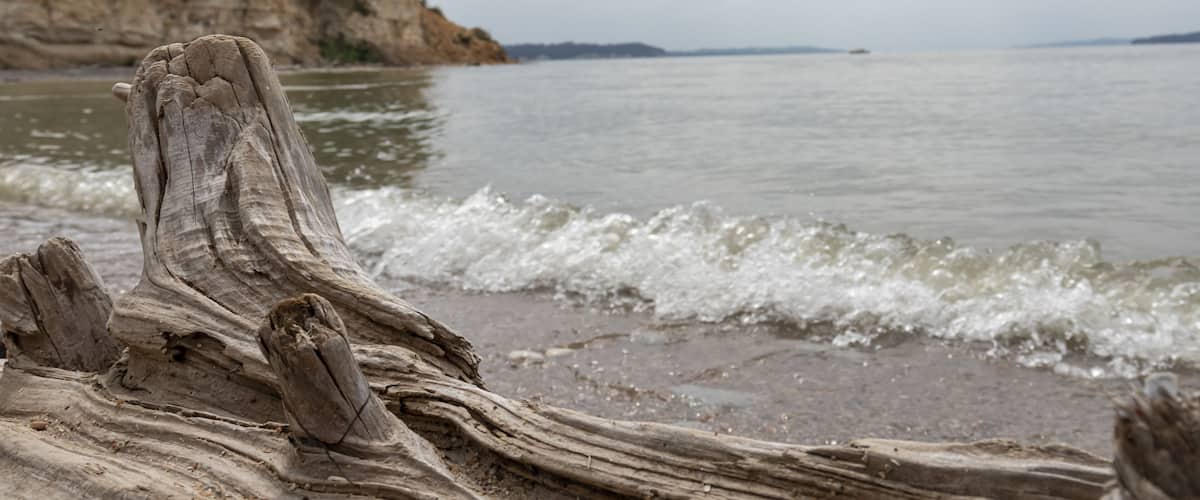 Large driftwood along the bank of Missouri River at the Lewis and Clark Recreation Area, Nebraska