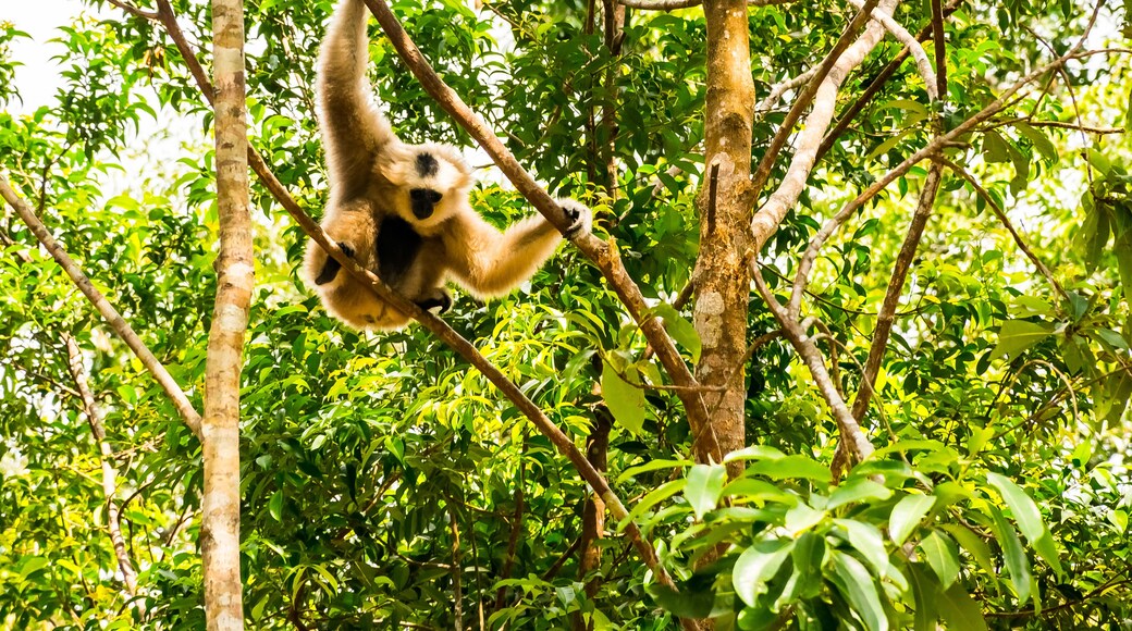 Gibon Hanging on the tree, Largest zoological park in Vietnam - Vinpearl Safari Phu Quoc park with exotic flora and fauna, Phu Quoc in Vietnam