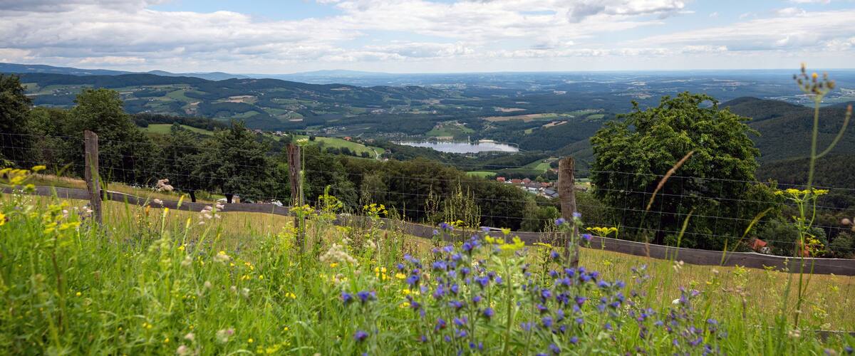 A lush valley with a lake, surrounded by hills and dotted with wildflowers.