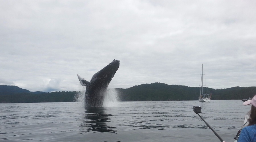 Beautiful marine life, including porpoises, sea stars, seals and humpback whales!
Shot from a kayak.
#lifeatexpedia