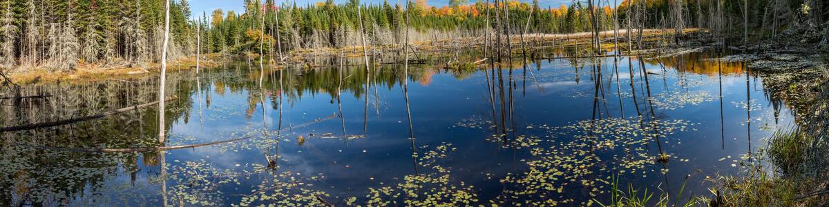 Beaver Pond in Autumn - Ontario, Canada