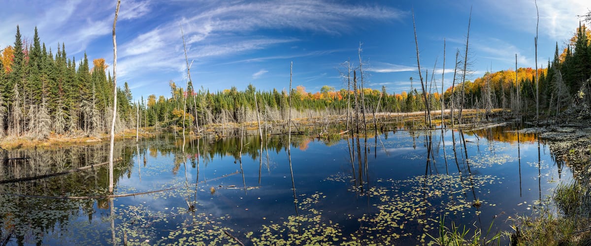 A serene lake surrounded by trees with autumn foliage, reflecting the sky and trees.
