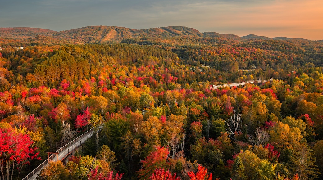A forested mountain range with autumn foliage.