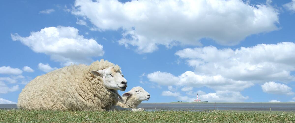 A sheep and lamb on a grassy field with a body of water and a lighthouse in the distance.