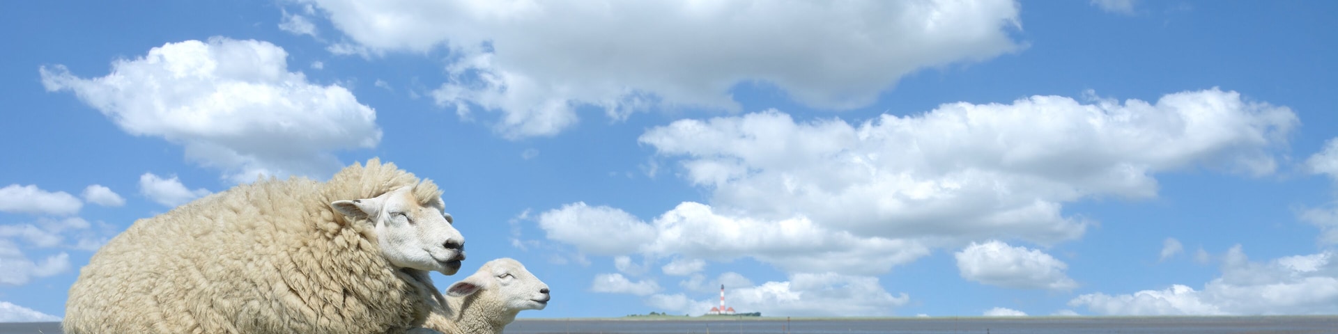 A sheep and lamb on a grassy field with a body of water and a lighthouse in the distance.