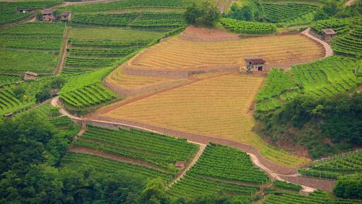 Trentino featuring farmland