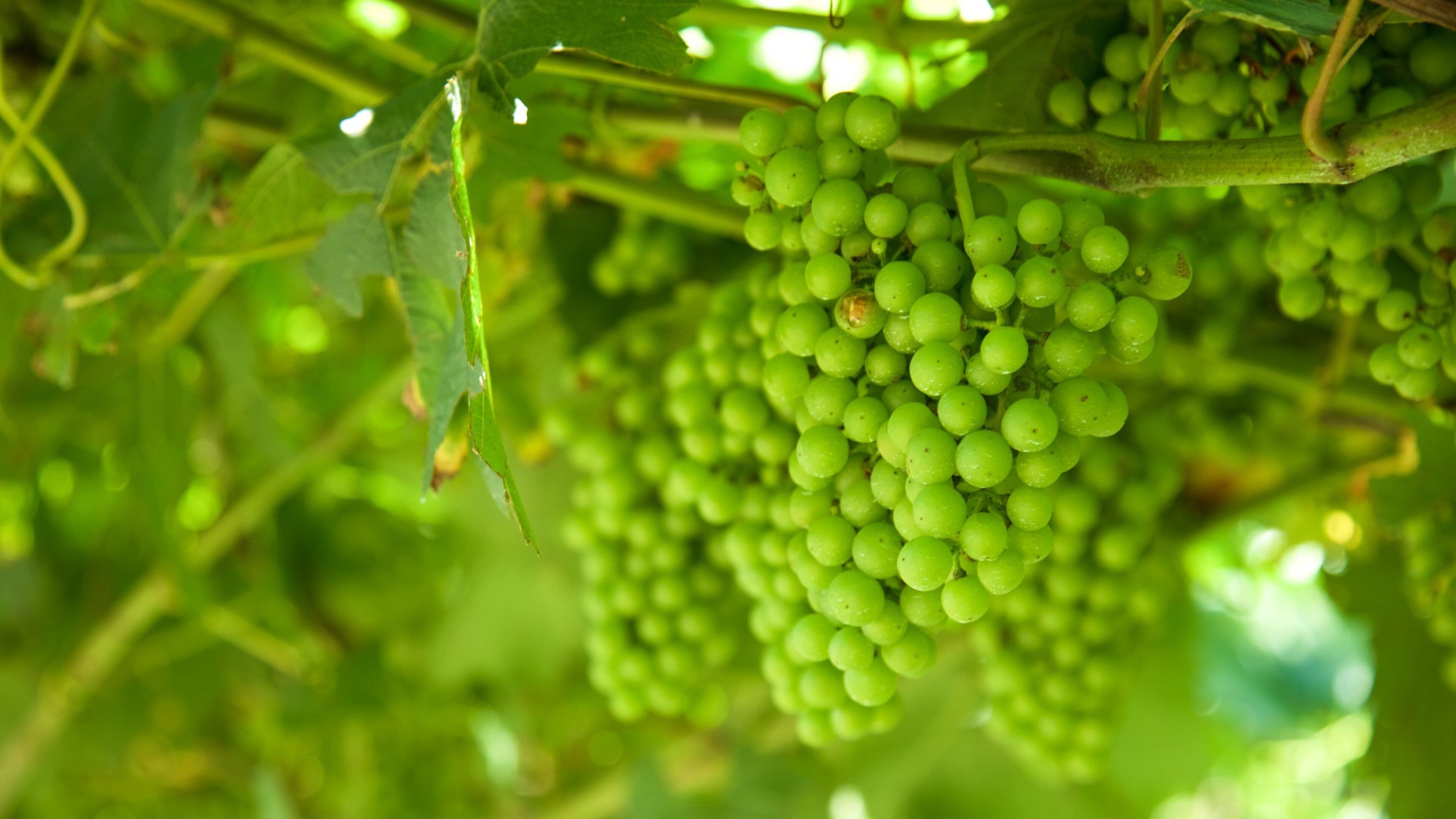 Trentino showing food