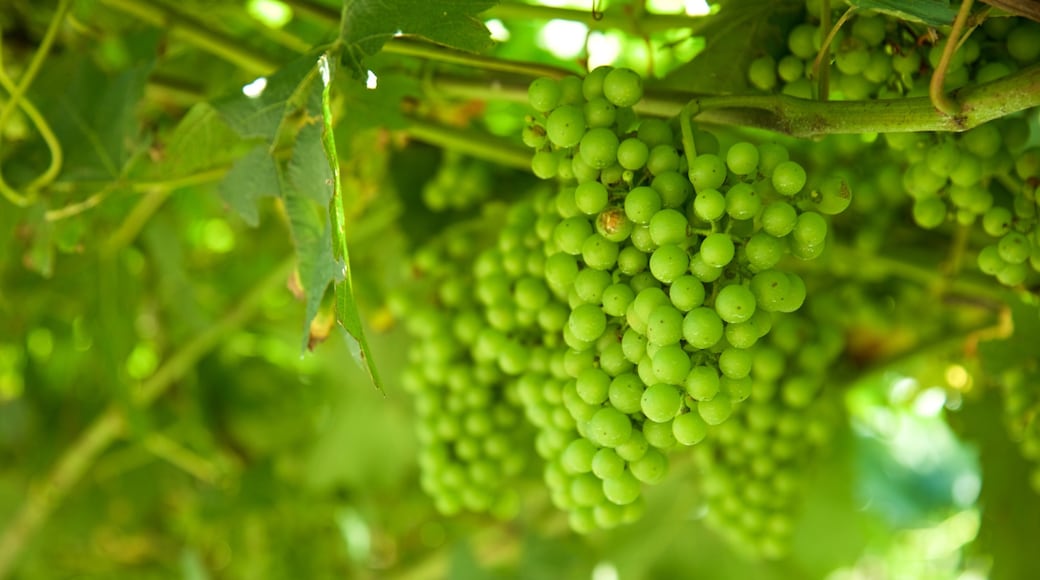 Trentino showing food