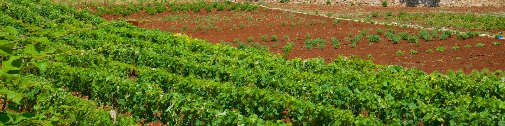 Puglia which includes farmland