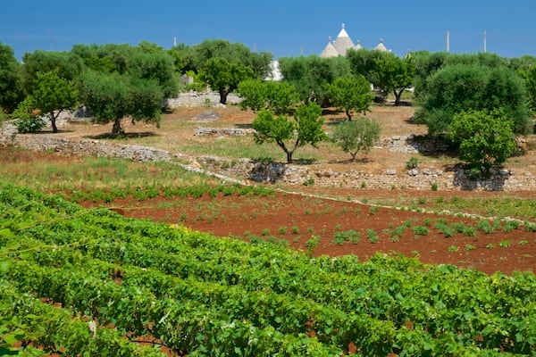 Puglia featuring farmland