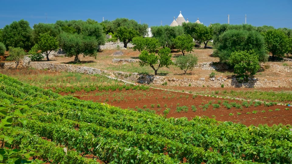 A vineyard with rows of grapevines, olive trees, and a stone wall.