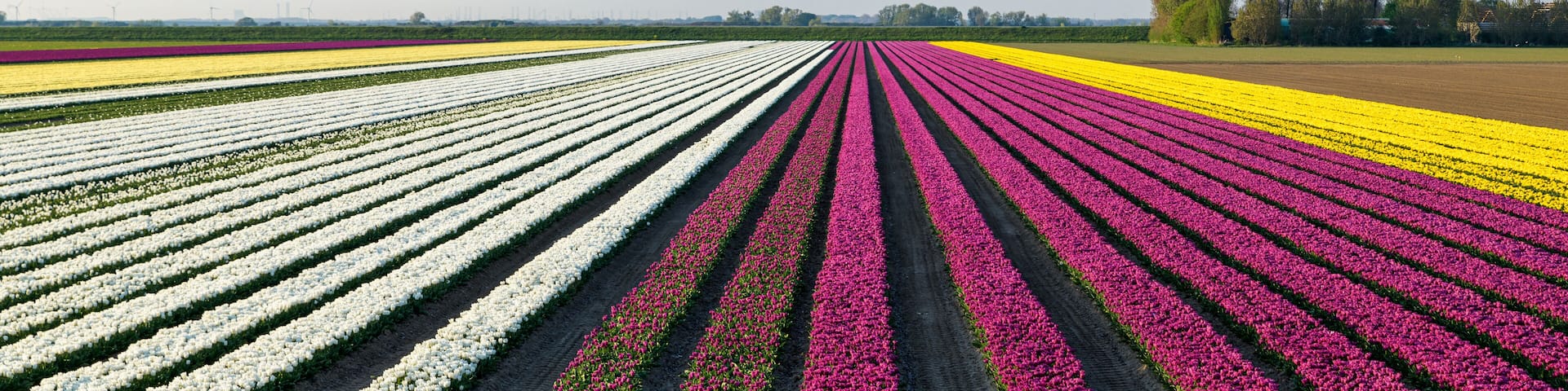 Panoramic view of tulip fields in the Netherlands