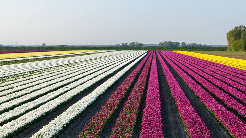 A tulip field with rows of white, pink, and yellow flowers.