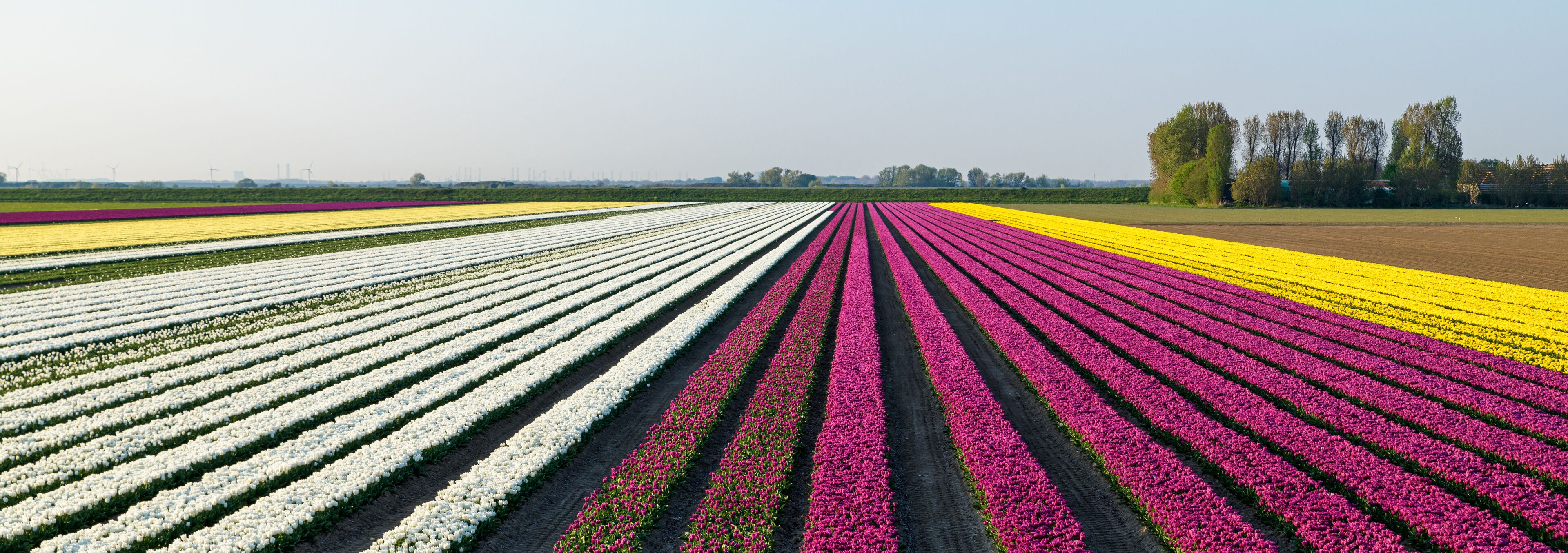 A tulip field with rows of white, pink, and yellow flowers.