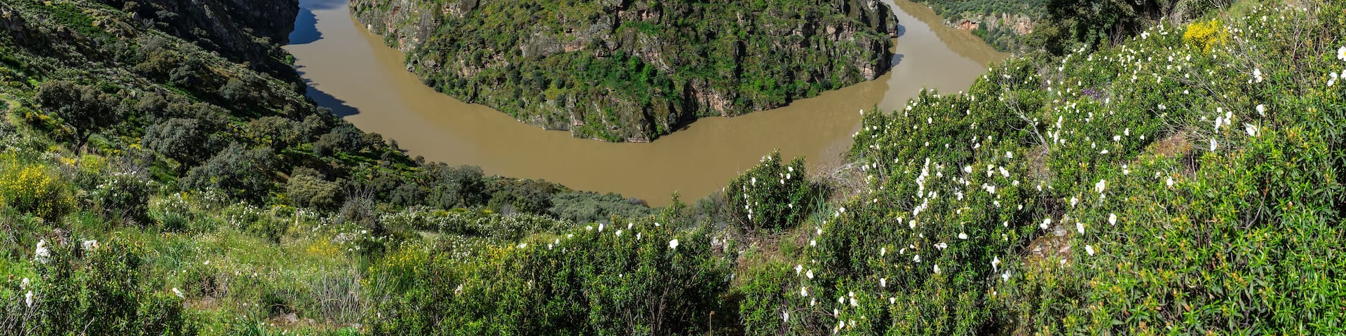 A river winding through a canyon with green vegetation and white flowers.