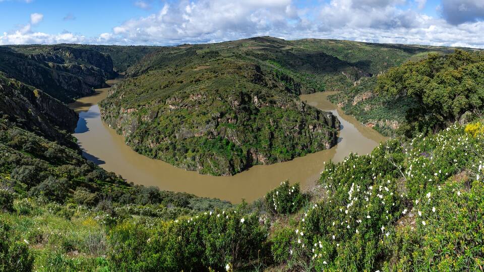 A river winding through a canyon with green vegetation and white flowers.