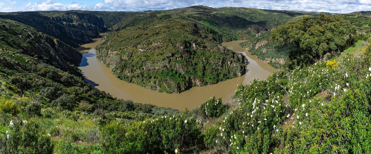 A river winding through a canyon with green vegetation and white flowers.