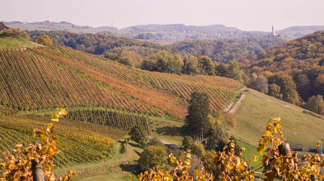 Podravje vindistrikt