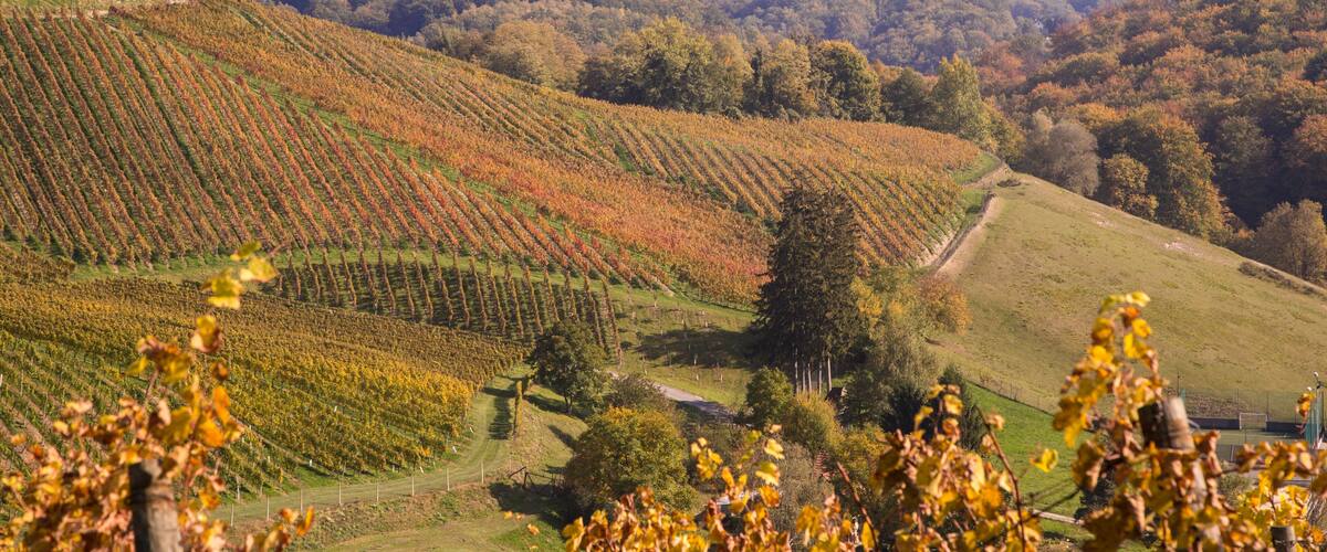 A vineyard landscape with rows of grapevines, rolling hills, and a distant church.