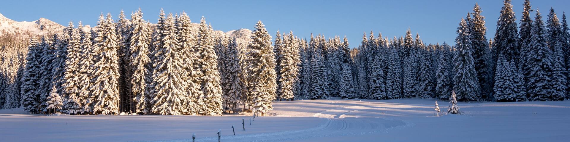 Winter at Pokljuka plateau