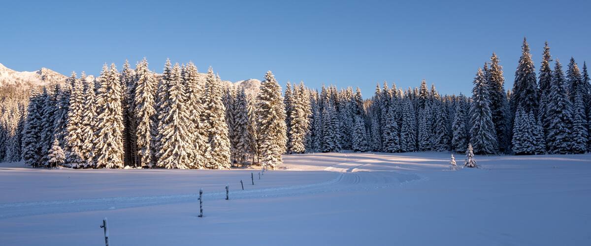 A snow-covered landscape with dense evergreen trees and a clear blue sky.