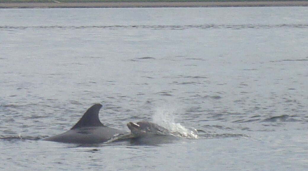 Saw dolphins in the wild when i went to the scottish highlands so lucky.
#weekendgetaway #best