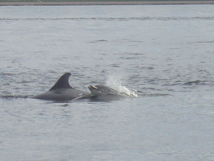 Saw dolphins in the wild when i went to the scottish highlands so lucky.
#weekendgetaway #best