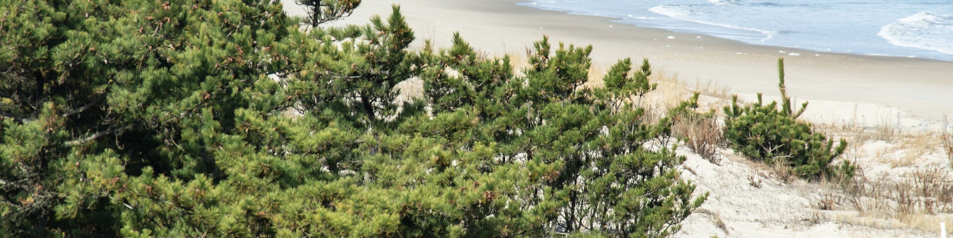 Two surfers walk trail to beach in front of great dune at Herring Point, Cape Henlopen State Park, Delaware