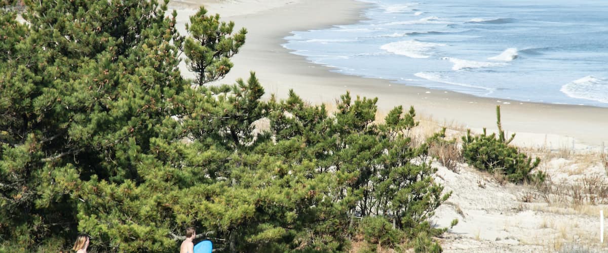 A beach with a wooden fence, pine trees, and ocean waves.