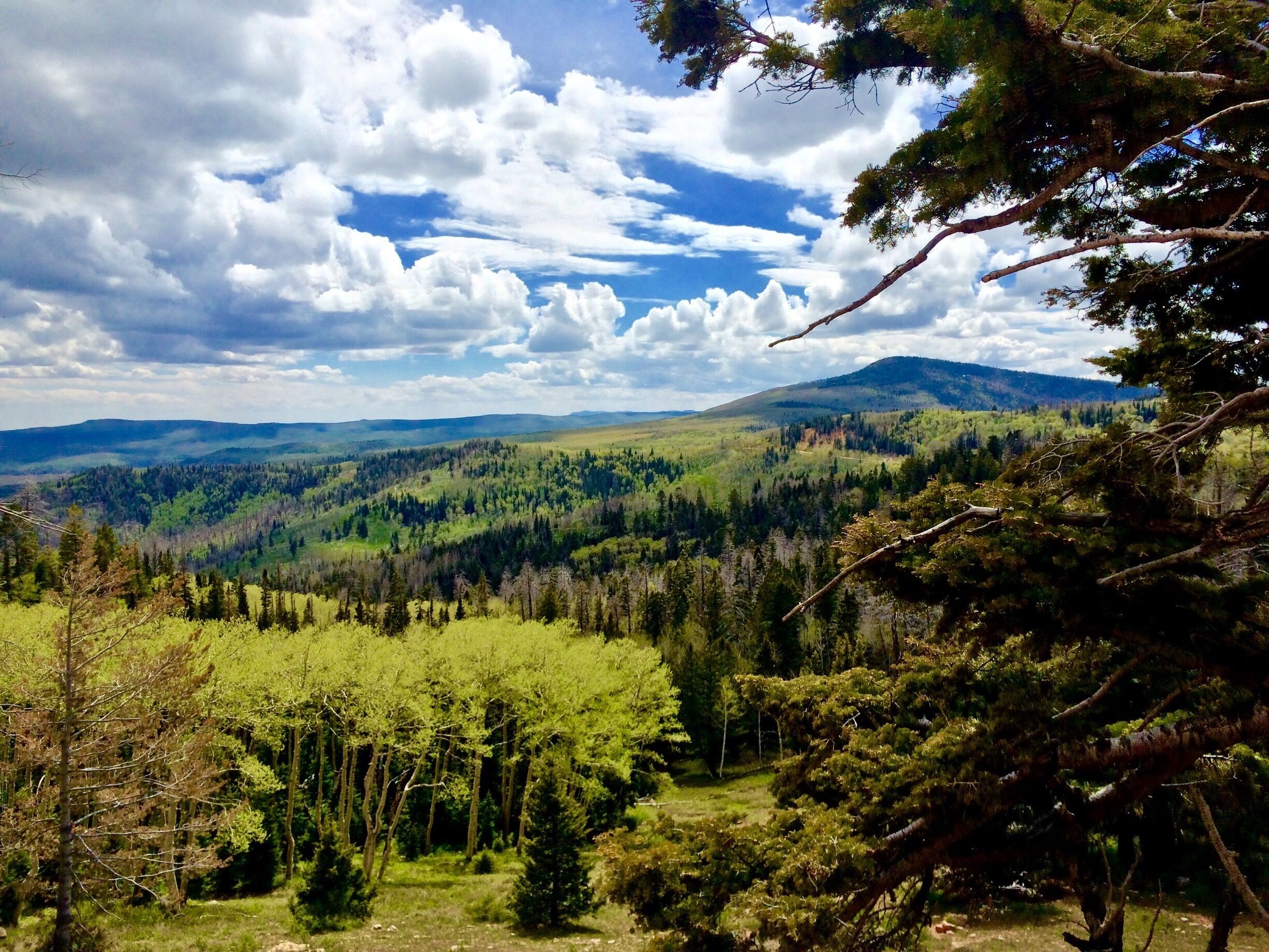 State Route 14 just outside of Cedar City overlooking an area of Dixie National Forest. 