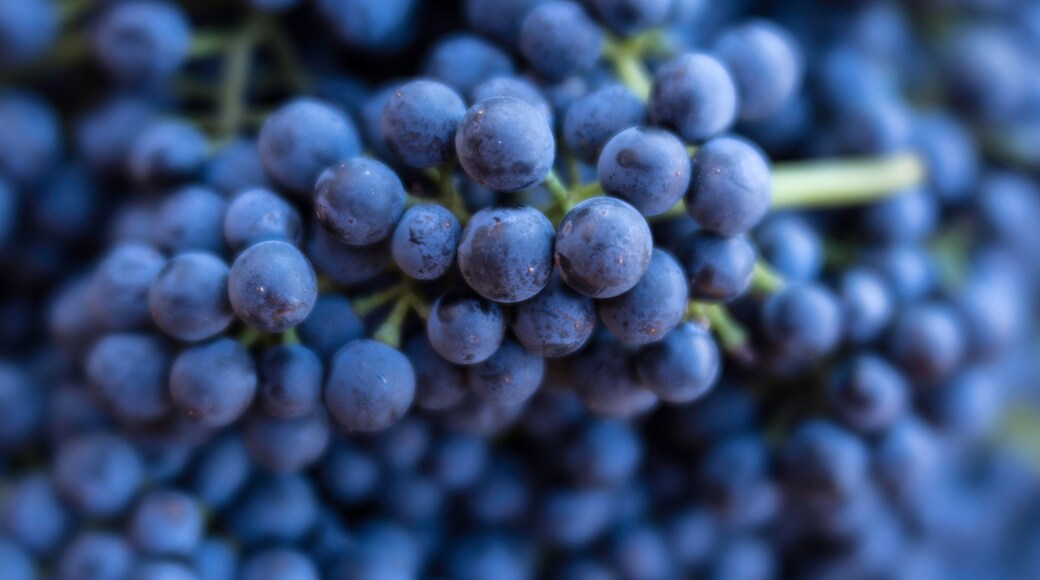 Syrah grapes at harvest, DA Ranch, Verde Valley Wine Trail, Arizona