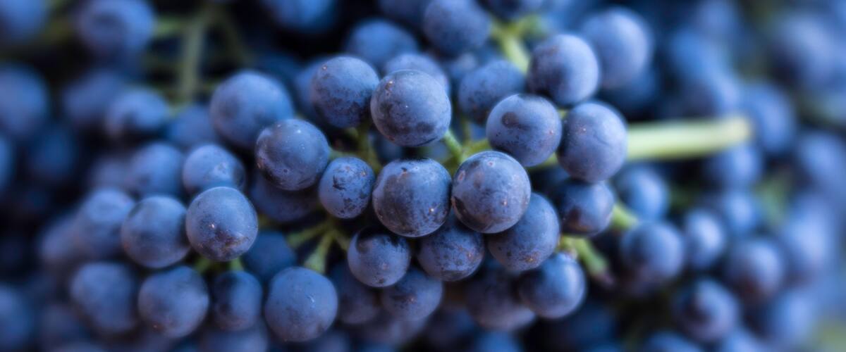 A cluster of dark blue grapes.