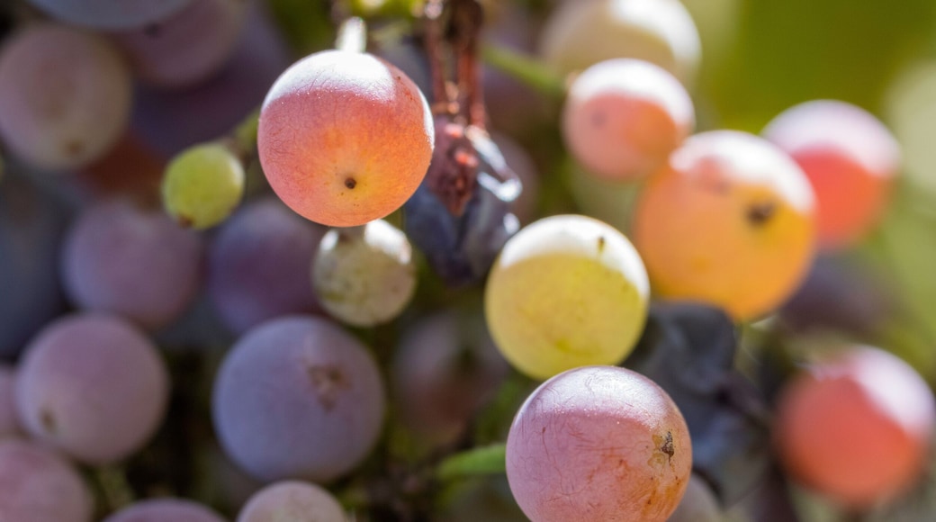 Syrah grapes at harvest, Page Springs Cellars, Verde Valley Wine Trail, Arizona