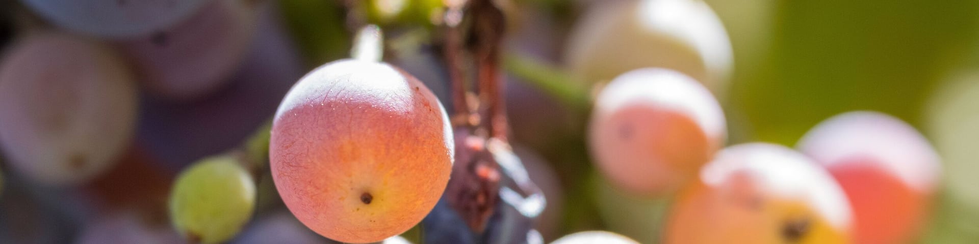 Syrah grapes at harvest, Page Springs Cellars, Verde Valley Wine Trail, Arizona