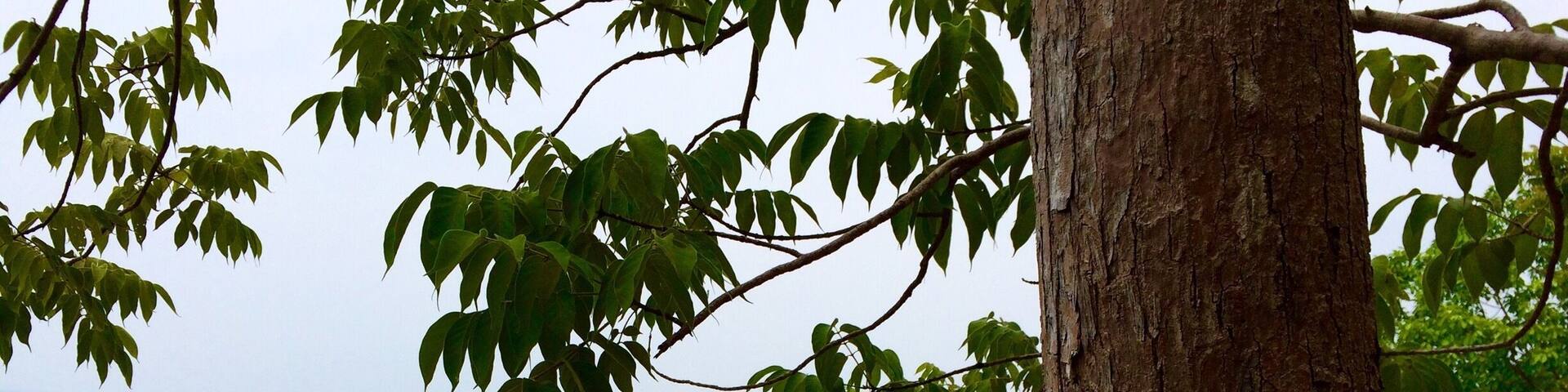 I finally climbed up to the view point 3 on Adang island, Satun Thailand. Was worth to be exhausted.