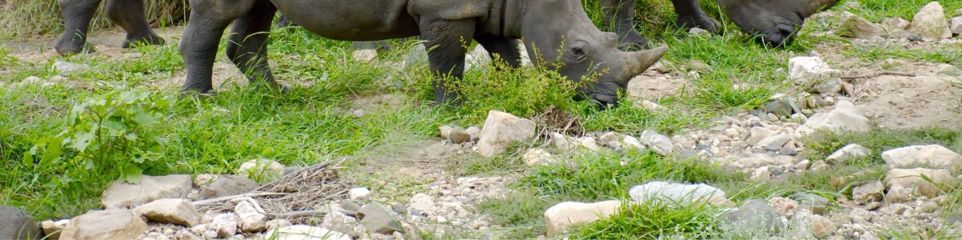 Three rhinos grazing in a grassy field with scattered rocks.