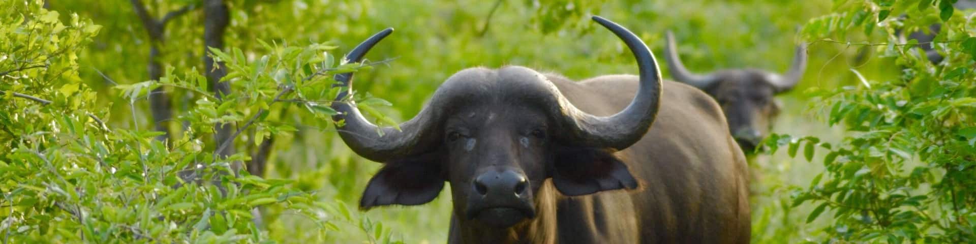 Cape buffalo