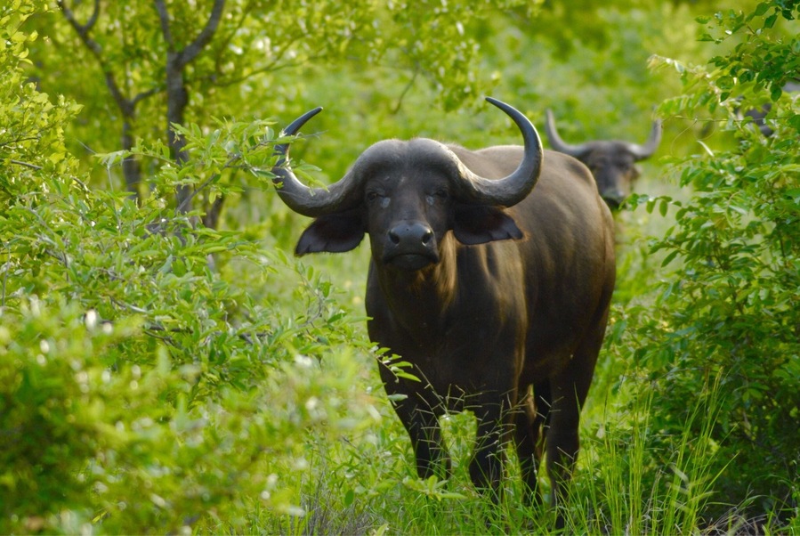 Cape buffalo