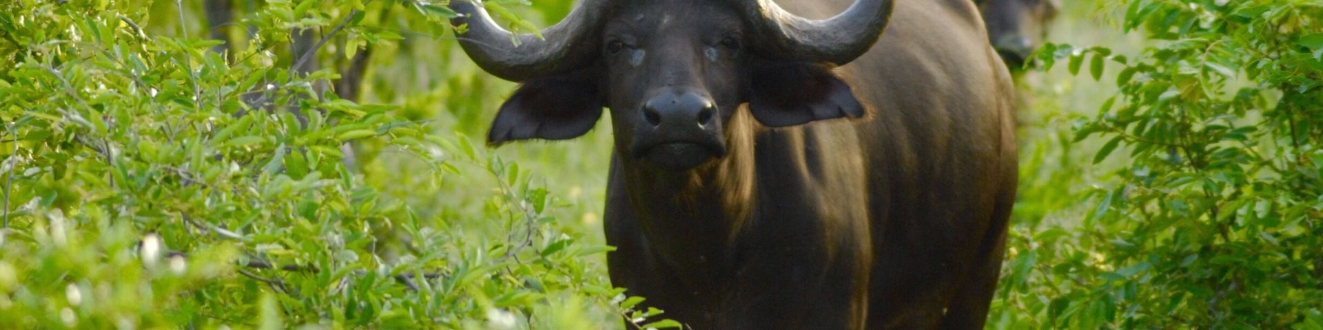 Cape buffalo