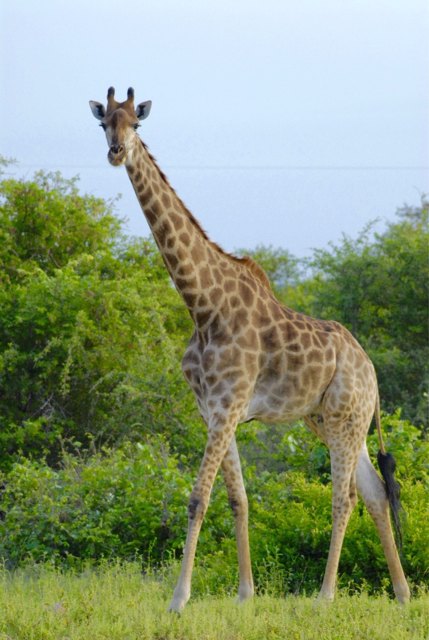A giraffe walking in a grassy area with green trees in the background.