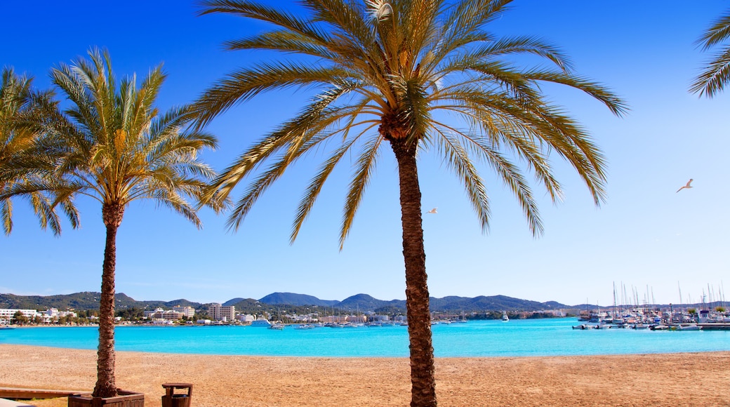 Ibiza Sant antoni de Portmany Abad beach with palm trees